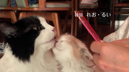 伊納寶2018年冬募集視頻CIAOちゅ～る_B