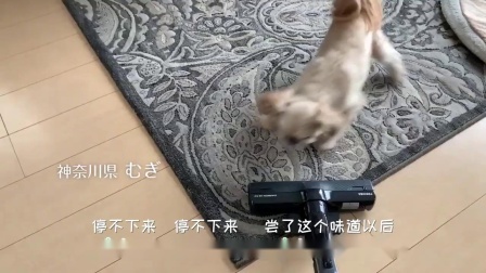 【伊納寶 旺好 啾嚕MV】【日文版】中文字