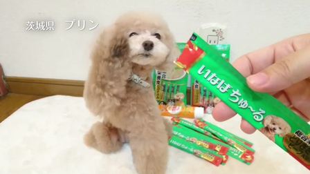 伊納寶2018年募集旺好啾嚕いなばちゅ～る