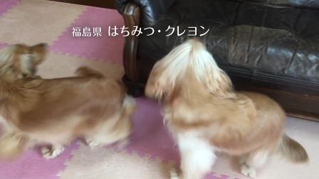 伊納寶2018年募集旺好啾嚕いなばちゅ～る