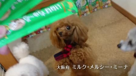 伊納寶2018年募集旺好啾嚕いなばちゅ～る